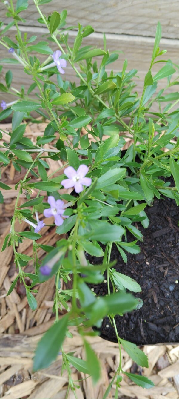 Freylinia Honey-Bell Bush
