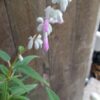 JPEG_20260325_111449_3871584232562956962-scaled.jpg Mexican Sage Danielle's Pink