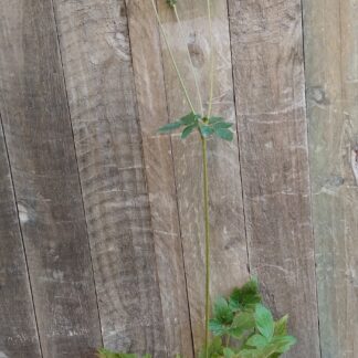 Japanese Anemone Pink