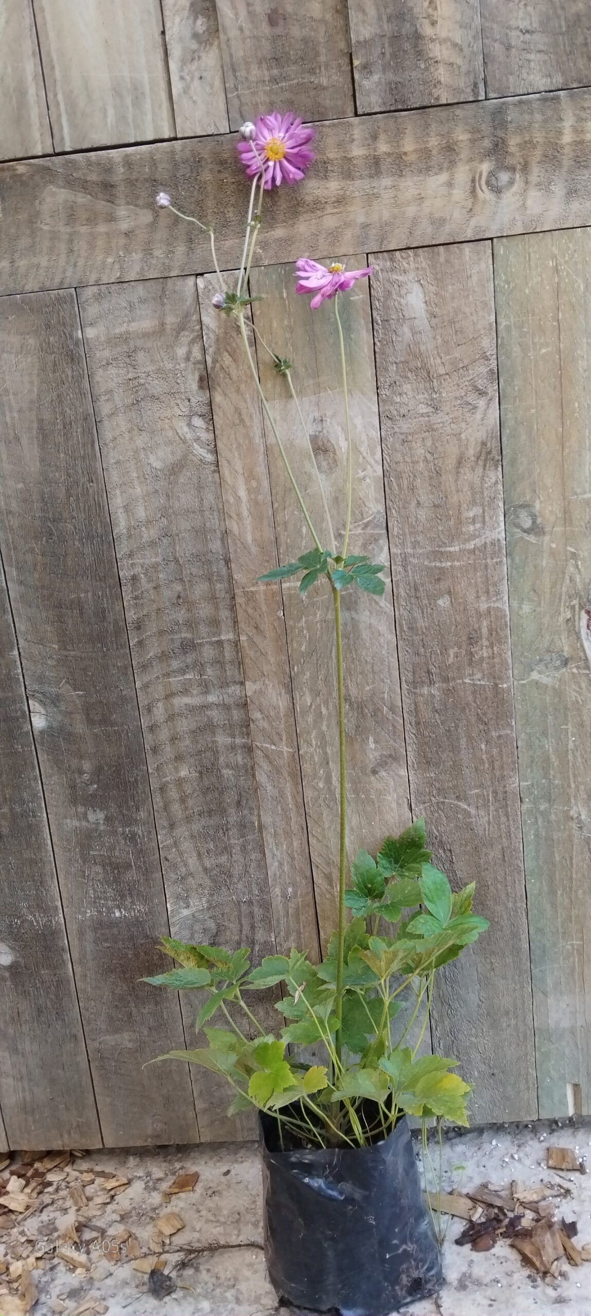 Japanese Anemone Pink