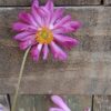 JPEG_20260326_112818_7268913970969955163-scaled.jpg Japanese Anemone Pink