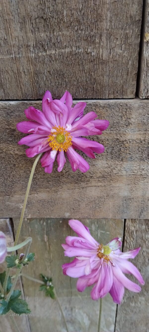JPEG_20260326_112818_7268913970969955163-scaled.jpg Japanese Anemone Pink