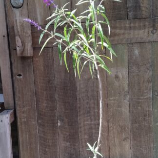 Salvia Leucantha Mexican Sage Dark Purple