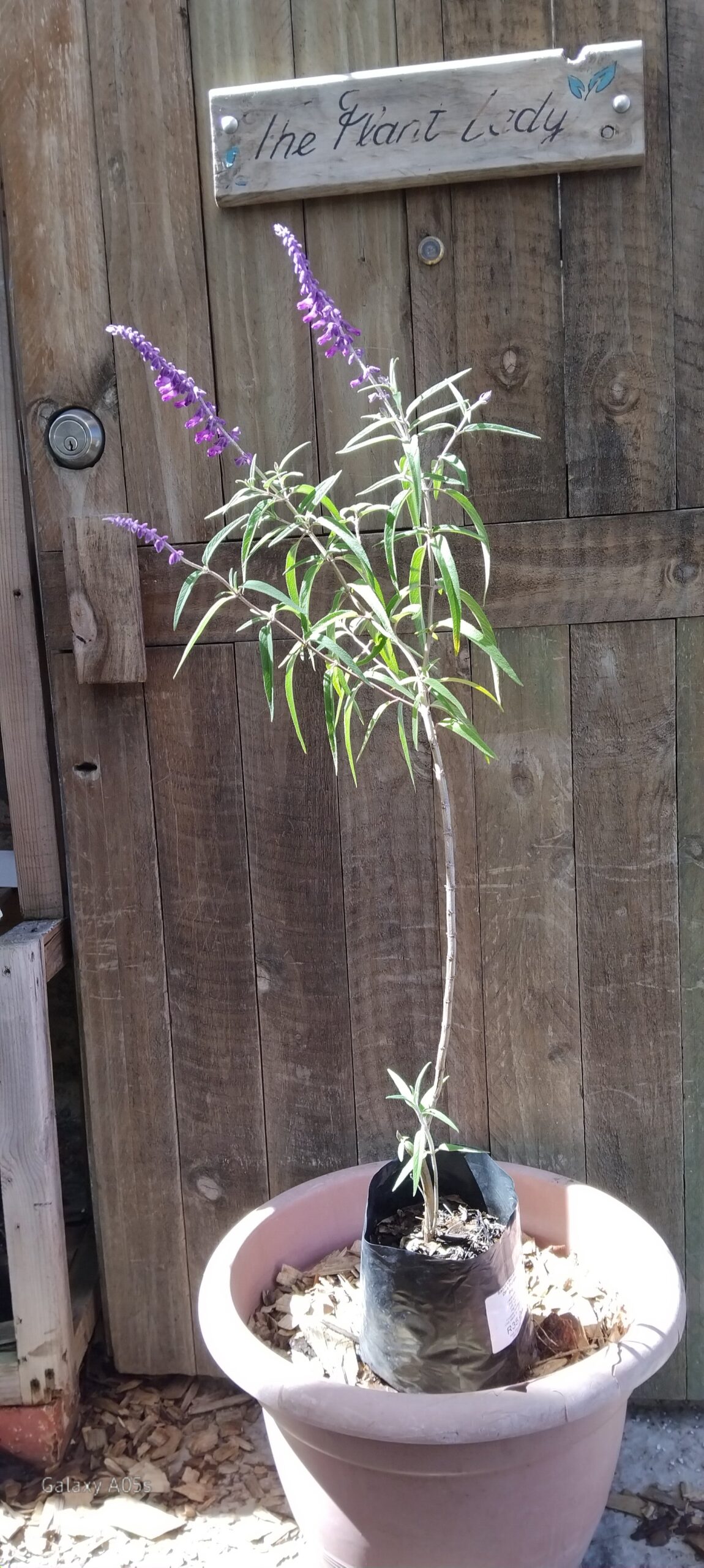 Salvia Leucantha Mexican Sage Dark Purple