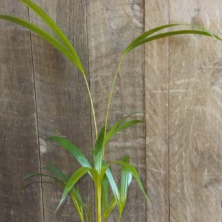 Areca Palm (12 cm)