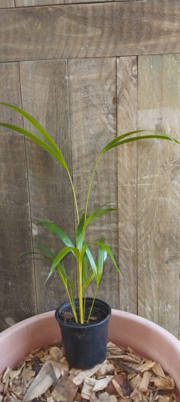 Areca Palm (12 cm)
