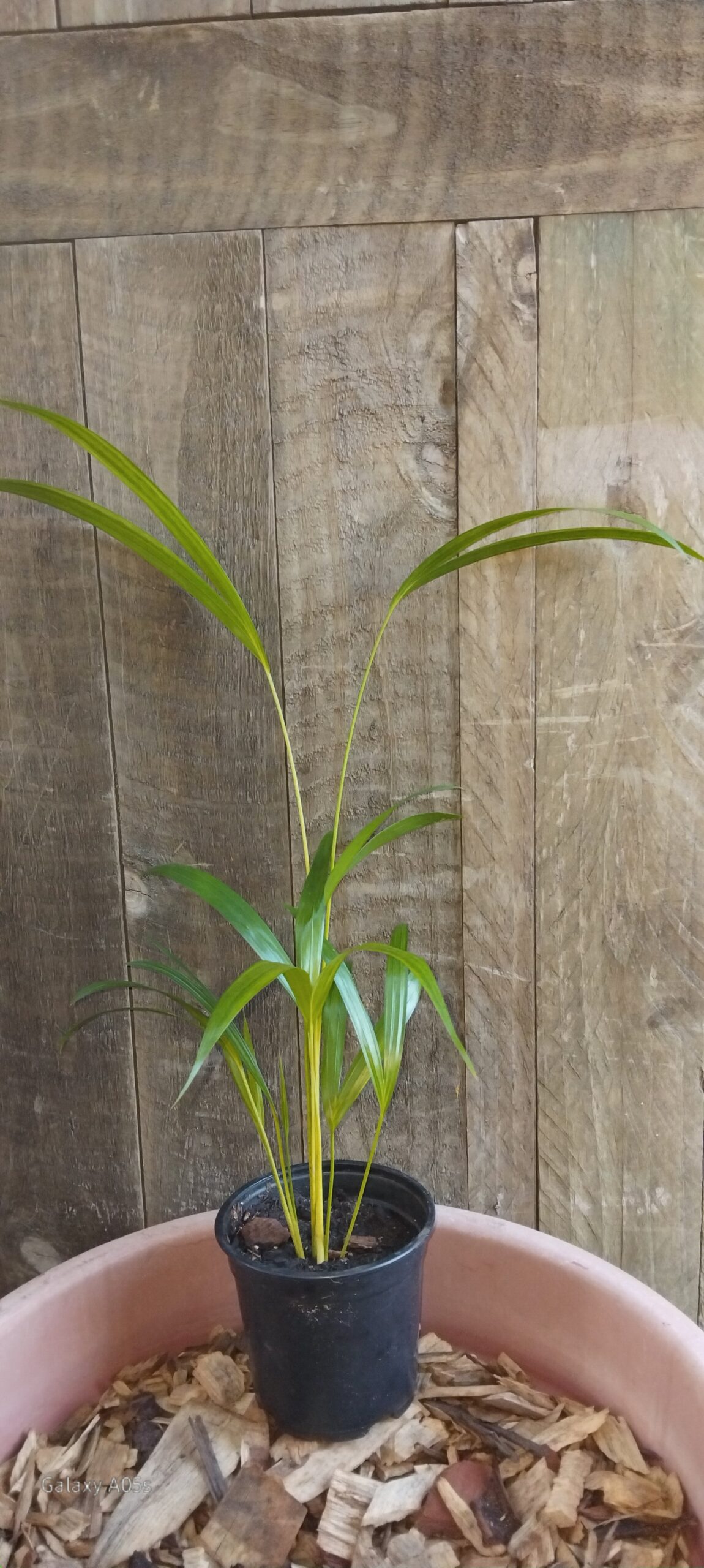 Areca Palm (12 cm)