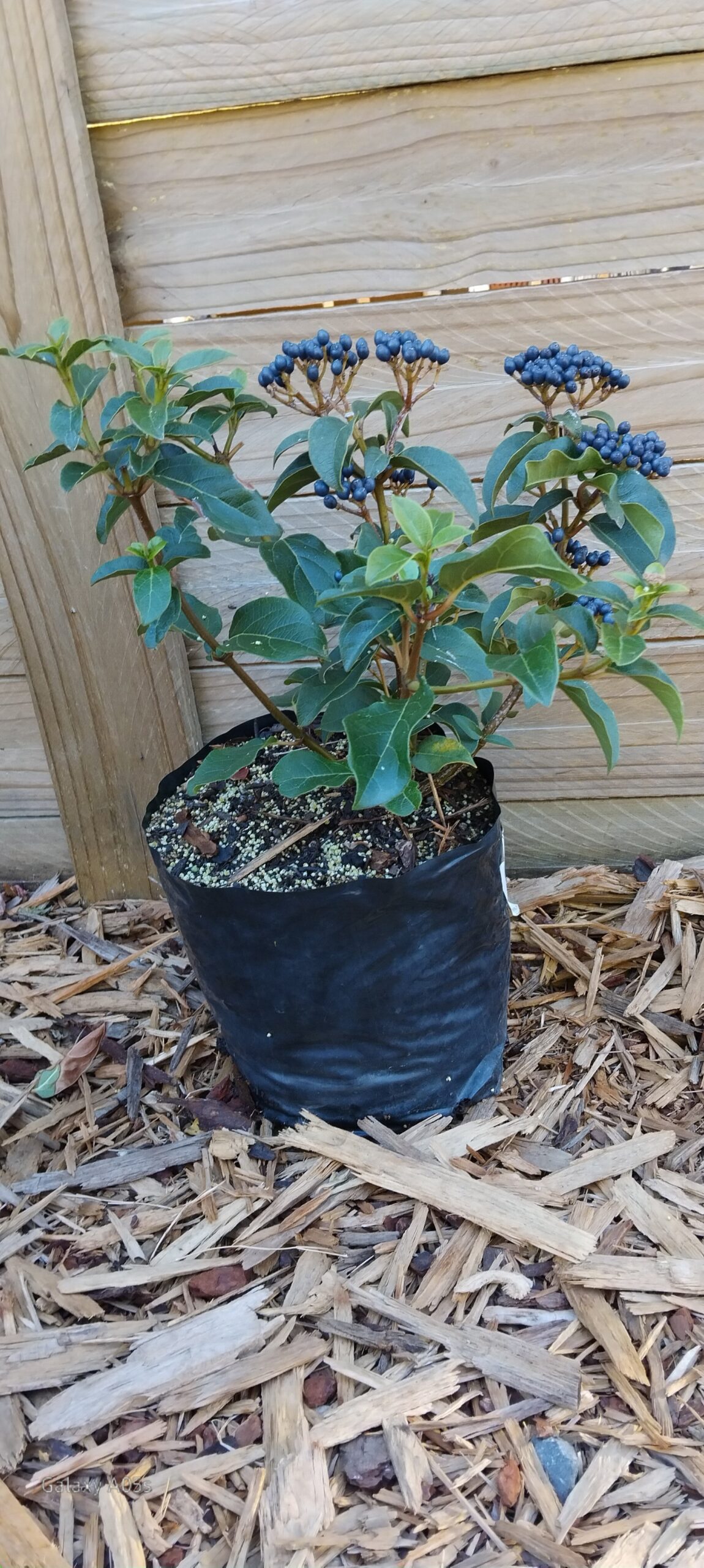 Viburnum Tinus Lucidum