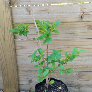 Lagerstroemia Indica Pride of India