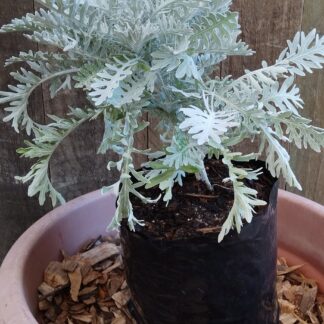 Senecio Cineraria ( Silver Dust )