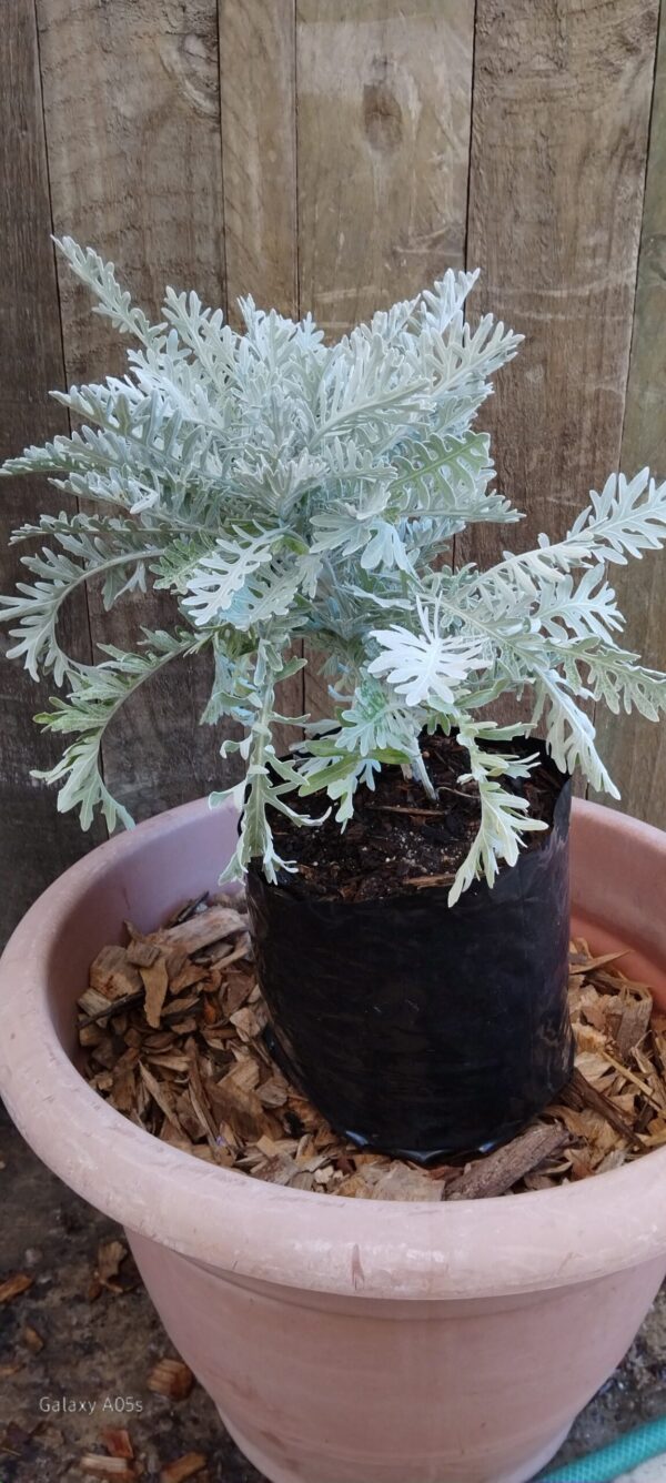 JPEG_20260330_121208_7238775848218151607-scaled.jpg Senecio Cineraria ( Silver Dust )