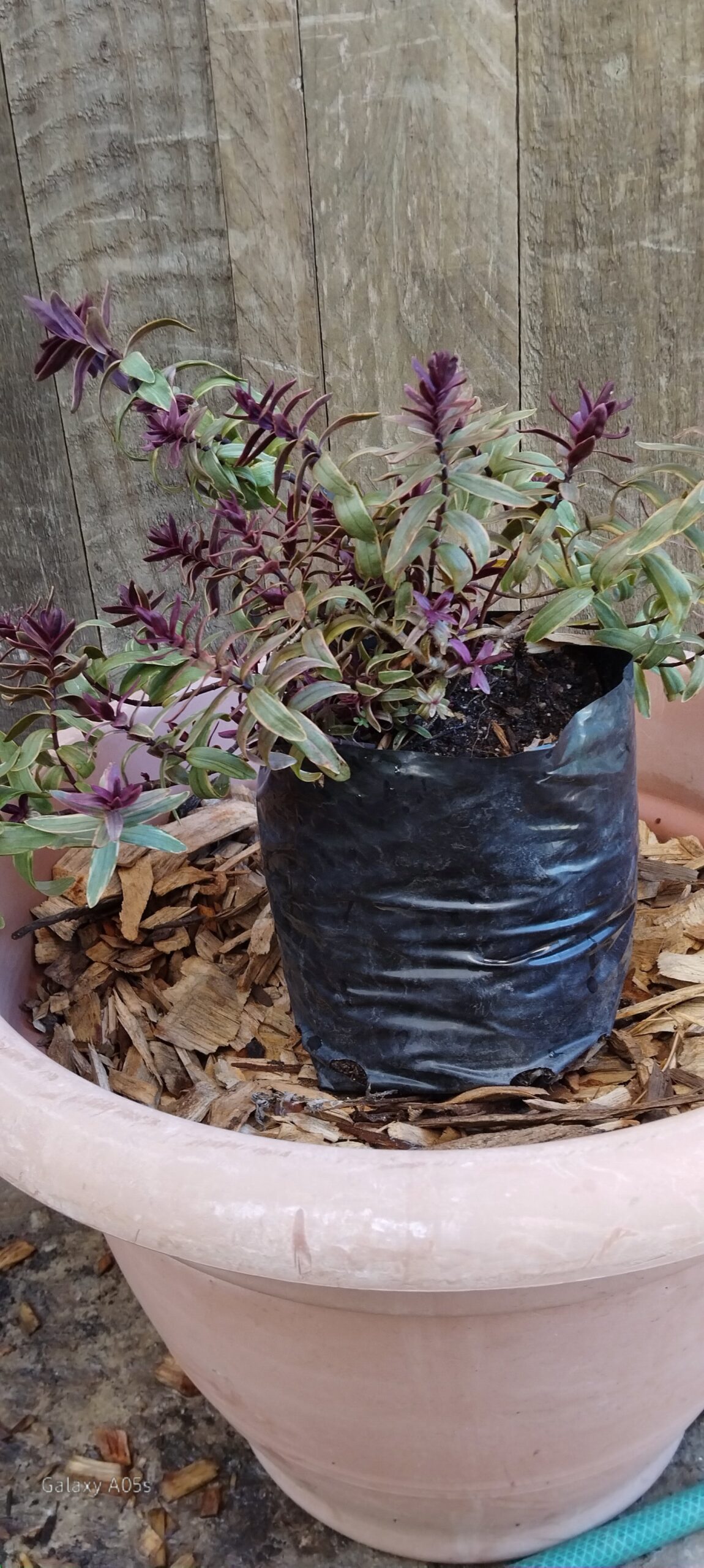 Hebe Speciosa Pink Princess - Image 2