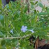 JPEG_20260331_091629_8308327275031298879-scaled.jpg Freylinia Tropica