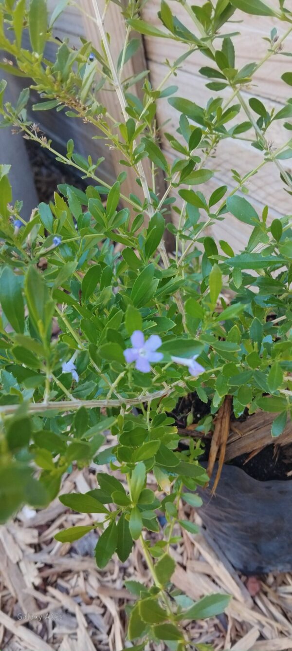 JPEG_20260331_091629_8308327275031298879-scaled.jpg Freylinia Tropica