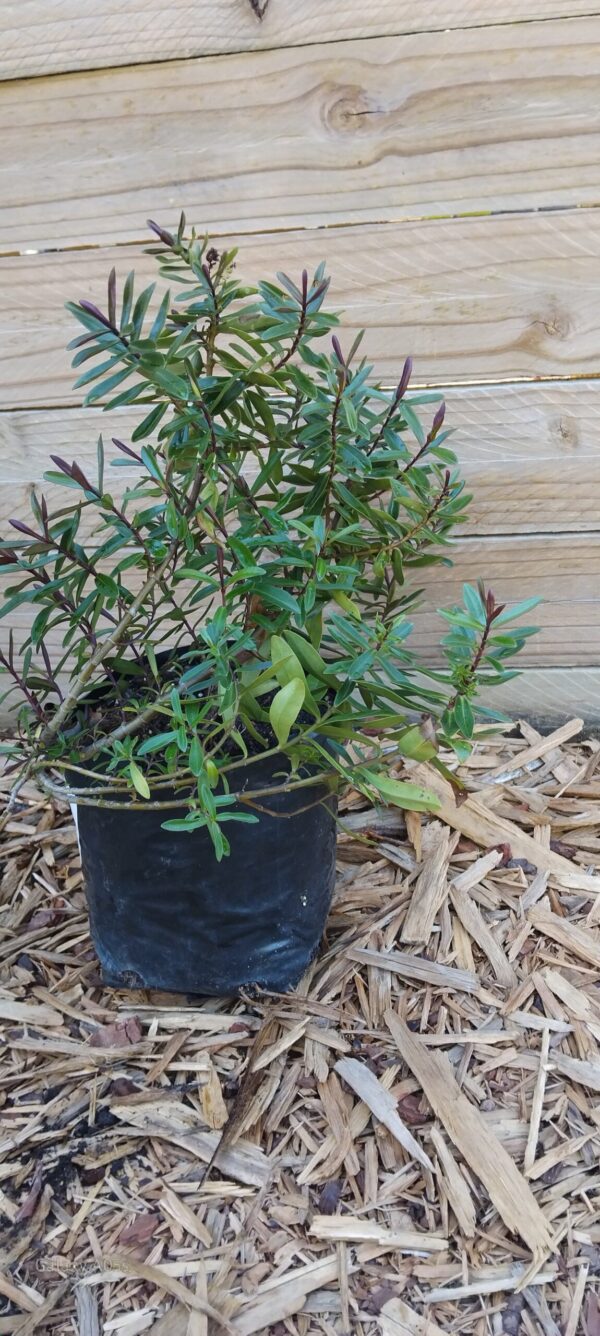 Hebe Speciosa "Wiri Joy"
