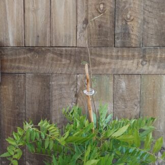 Pink & White Wisteria (10L)