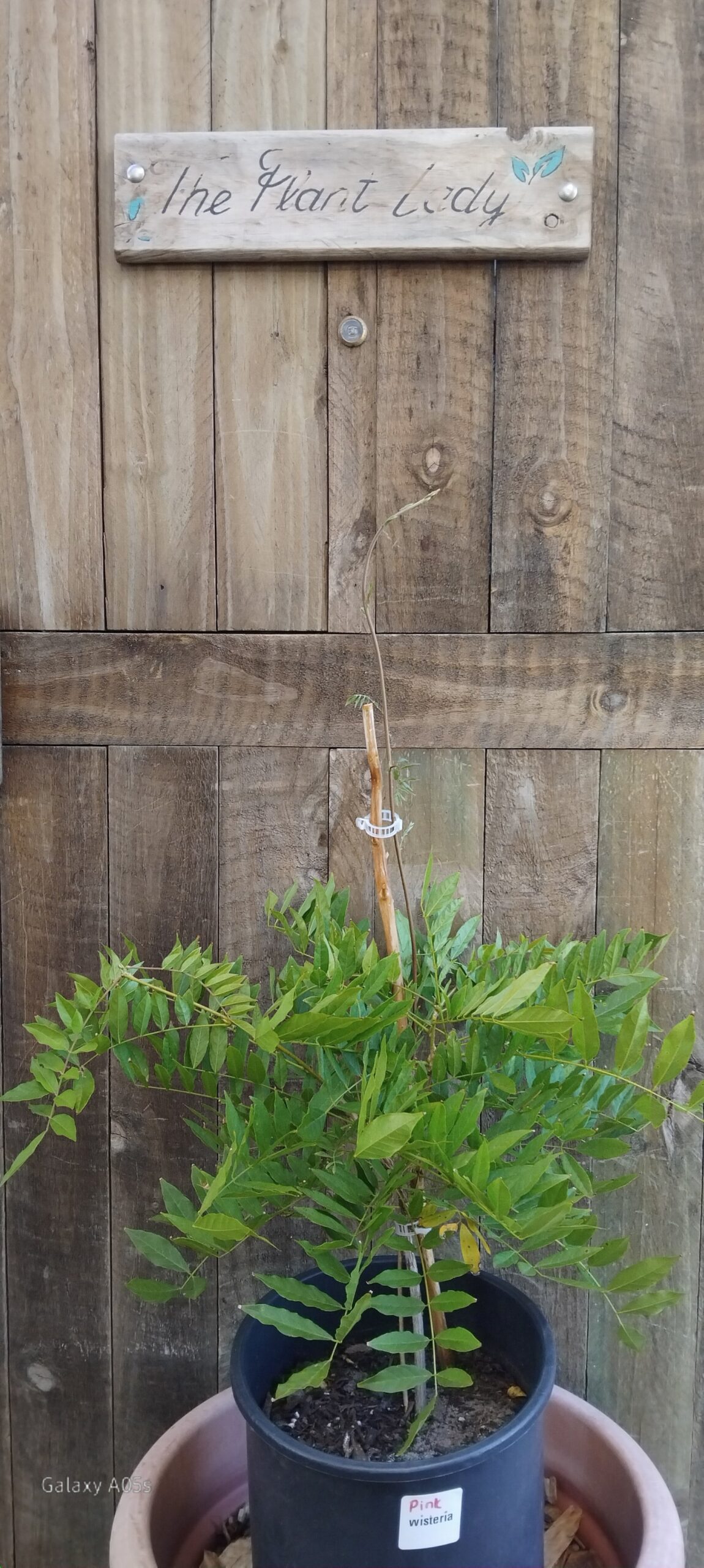 Pink & White Wisteria (10L)