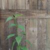 Fuzzy Bolivian Sage