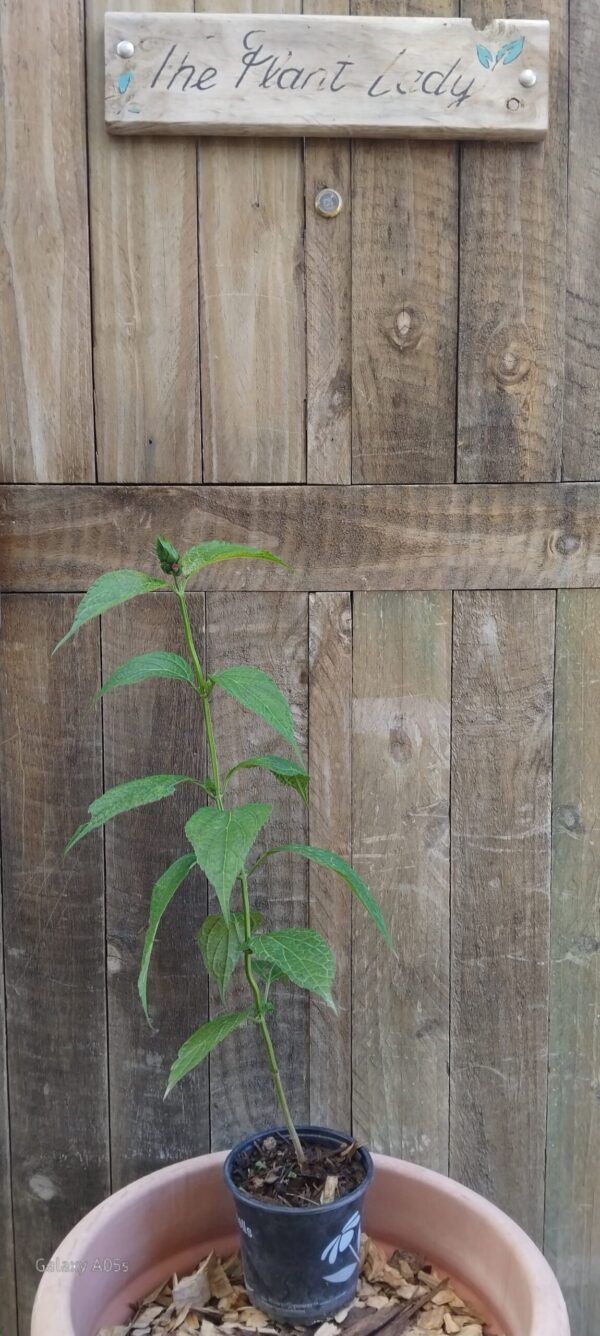 Fuzzy Bolivian Sage