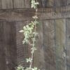 Lycianthes Rantonnetti Variegated Potato Bush