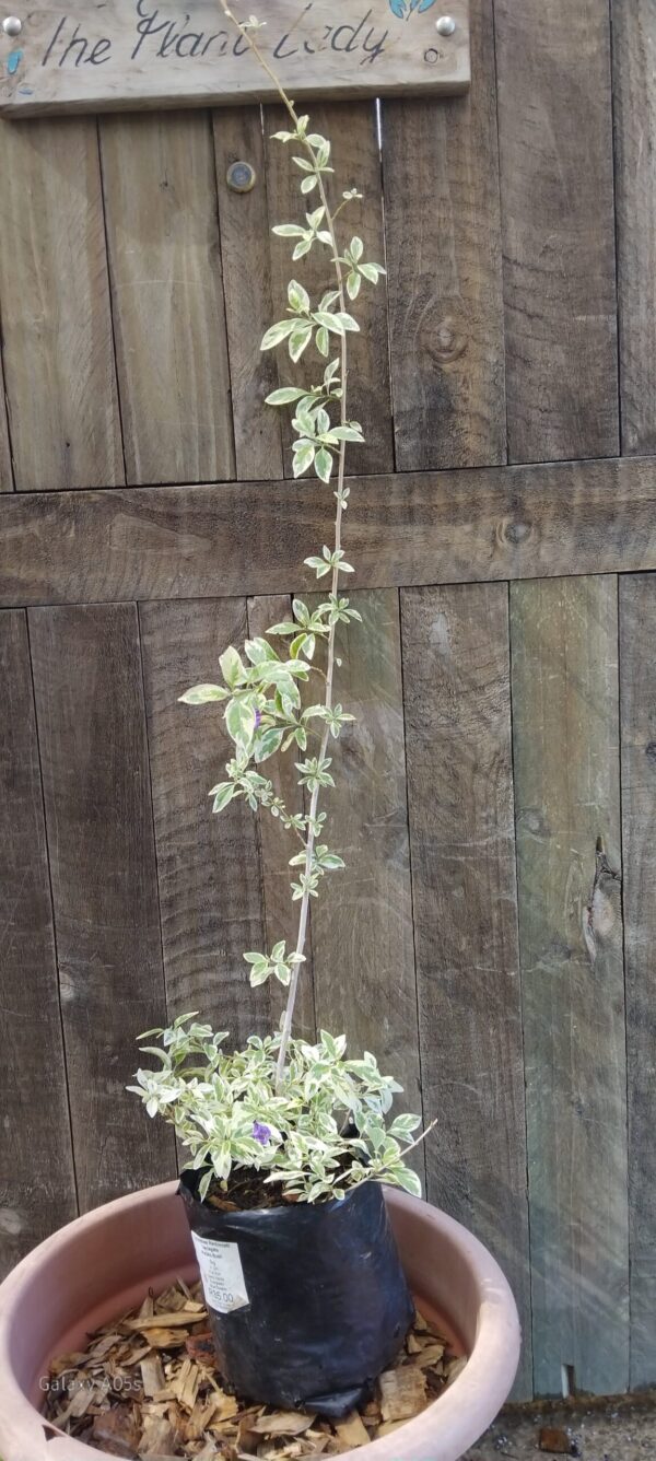 Lycianthes Rantonnetti Variegated Potato Bush