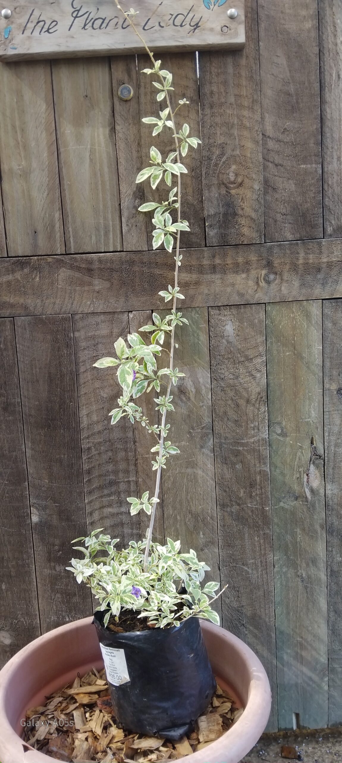 Lycianthes Rantonnetti Variegated Potato Bush - Image 2