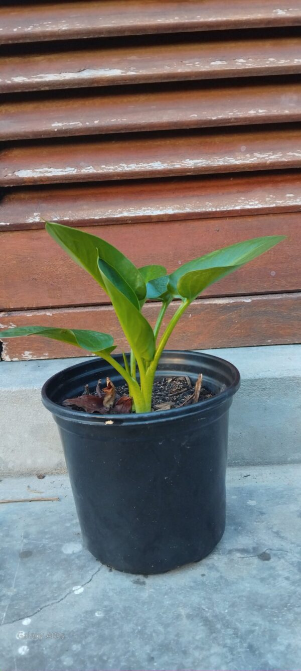 Arum Lily