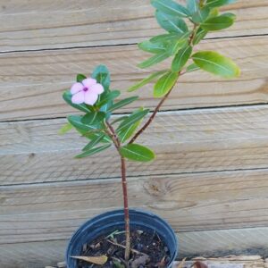 Madagascar Periwinkle