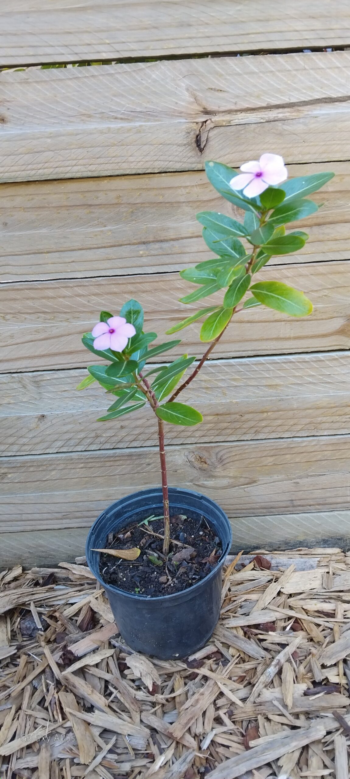 Madagascar Periwinkle