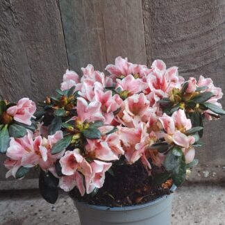 Azalea Indica Bicolour 12cm