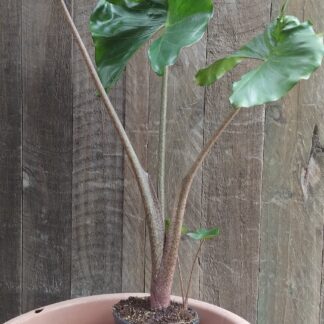 Alocasie Stingray 14cm