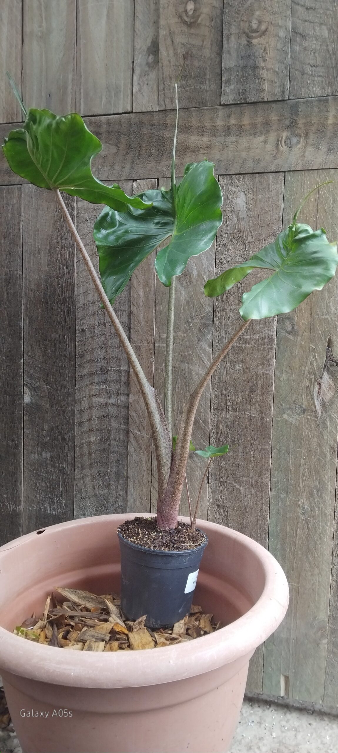 Alocasie Stingray 14cm