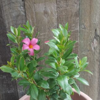 Dipladenia Daimantina Jade Pink 19cm