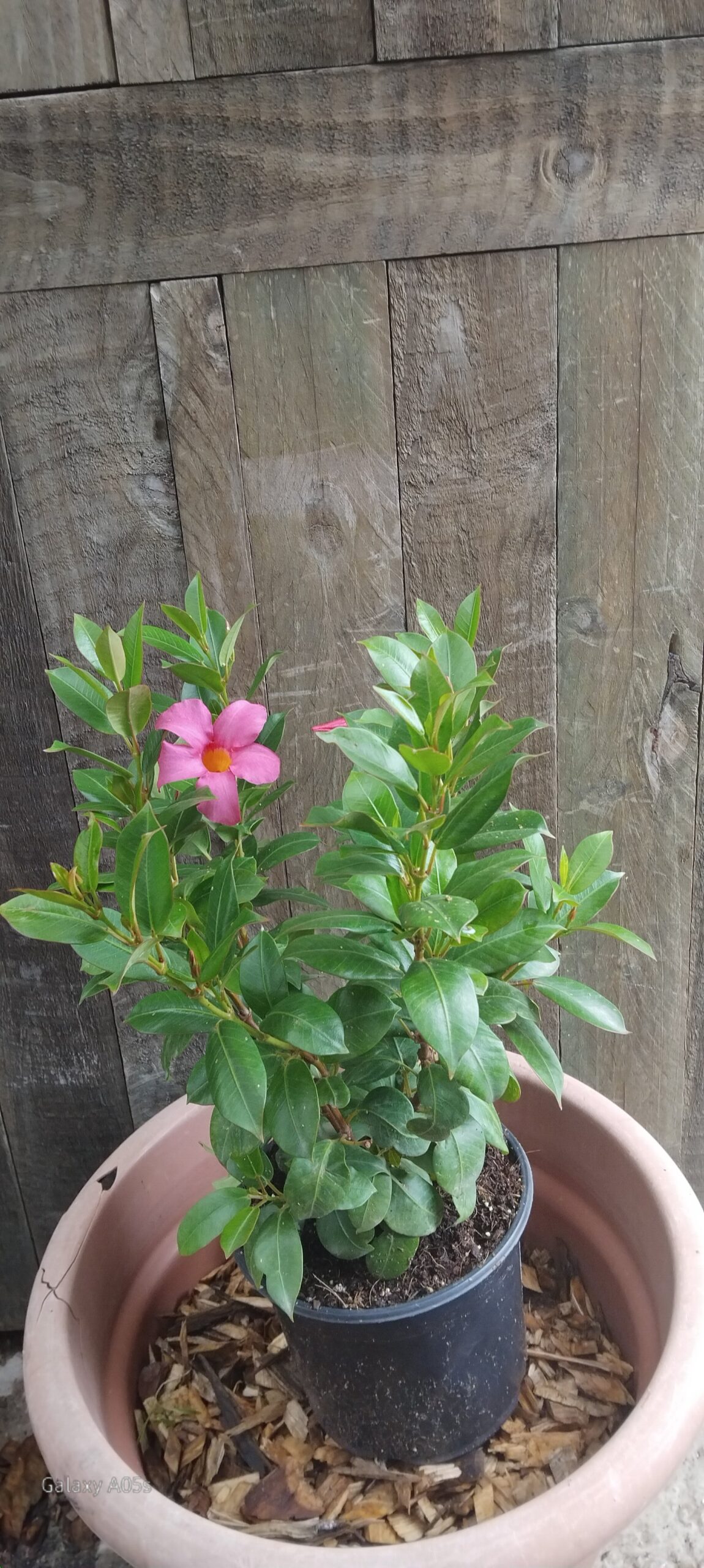 Dipladenia Daimantina Jade Pink 19cm