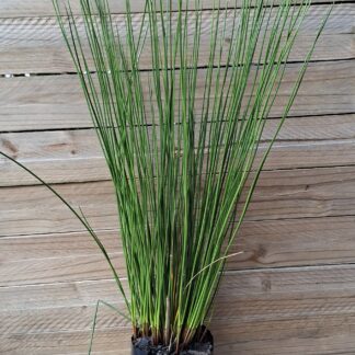 JUNCUS KRAUSII Dune Slack Rush 3L