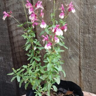 Salvia Greggii Mirage Rose