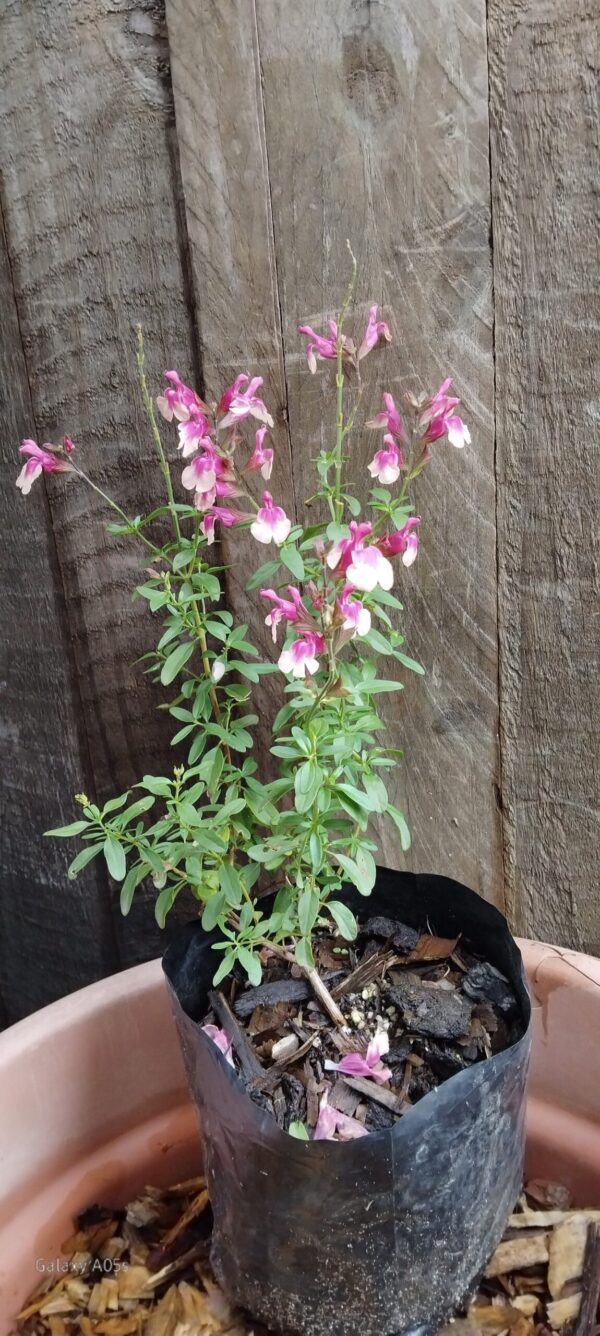Salvia Greggii Mirage Rose