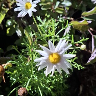 ARGYRANTHEMUM FRUTESCENS Marguerite Daisy - Large light Pink 15cm