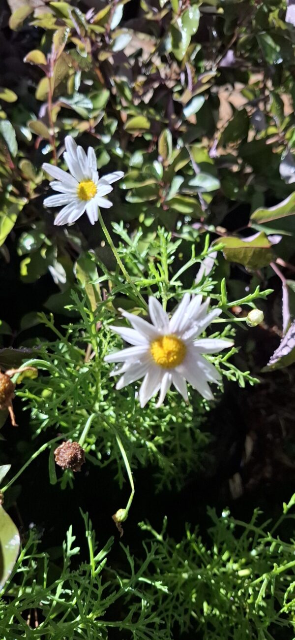ARGYRANTHEMUM FRUTESCENS Marguerite Daisy - Large light Pink 15cm