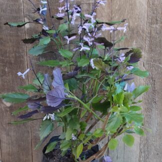 PLECTRANTHUS  - Mona Lavender 3L