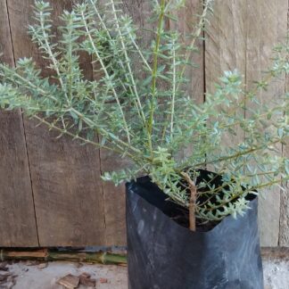 Westringia fruticosa