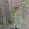 JPEG_20260430_104652_7401491306984733632-scaled.jpg Streptosolen jamesonii (Marmalade Bush)