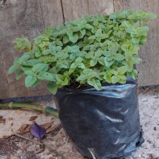 Oregano (Origanum vulgare)