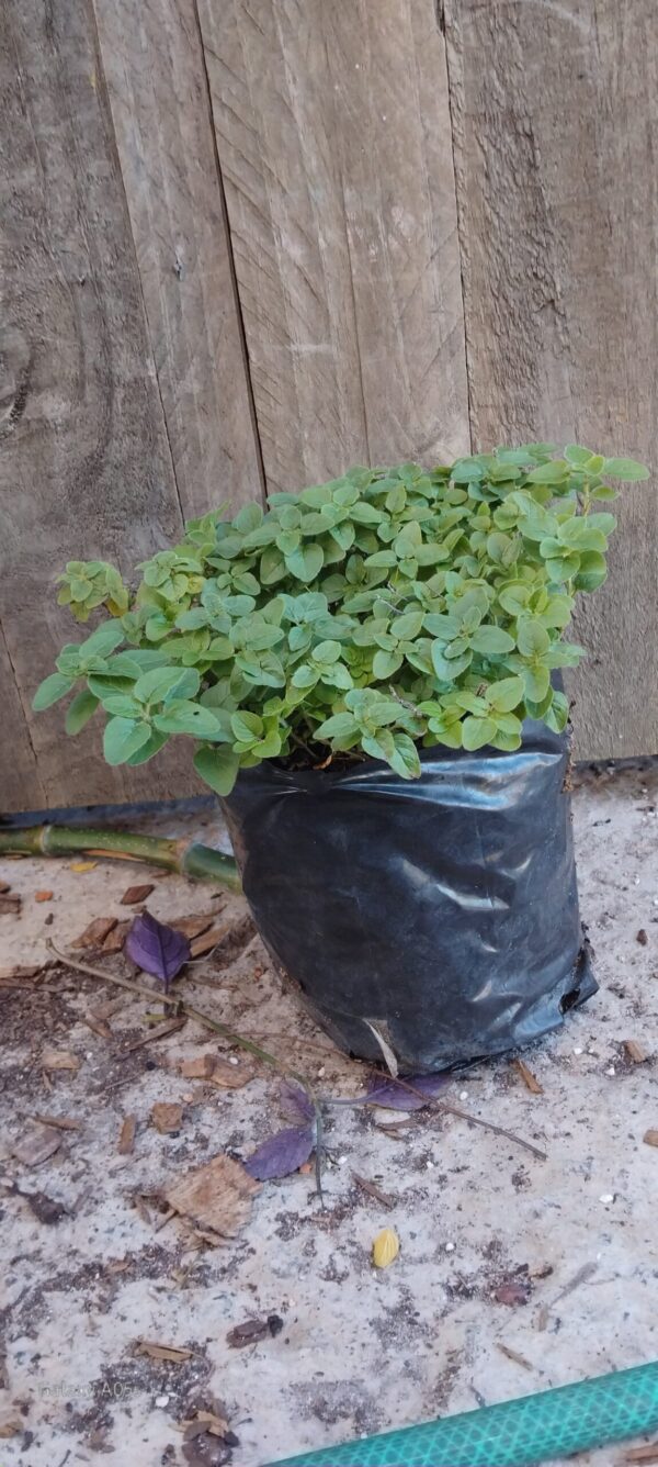 JPEG_20260430_112949_4317841934405685267-scaled.jpg Oregano (Origanum vulgare)