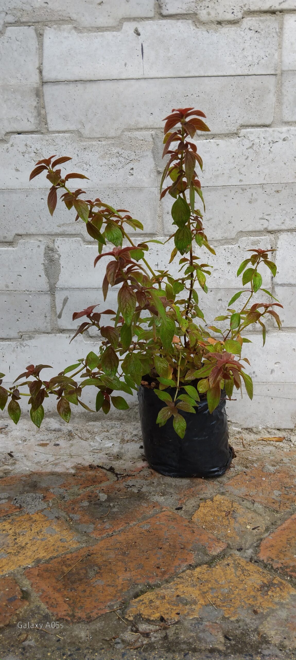 Centradenia Grandiflora - Image 2