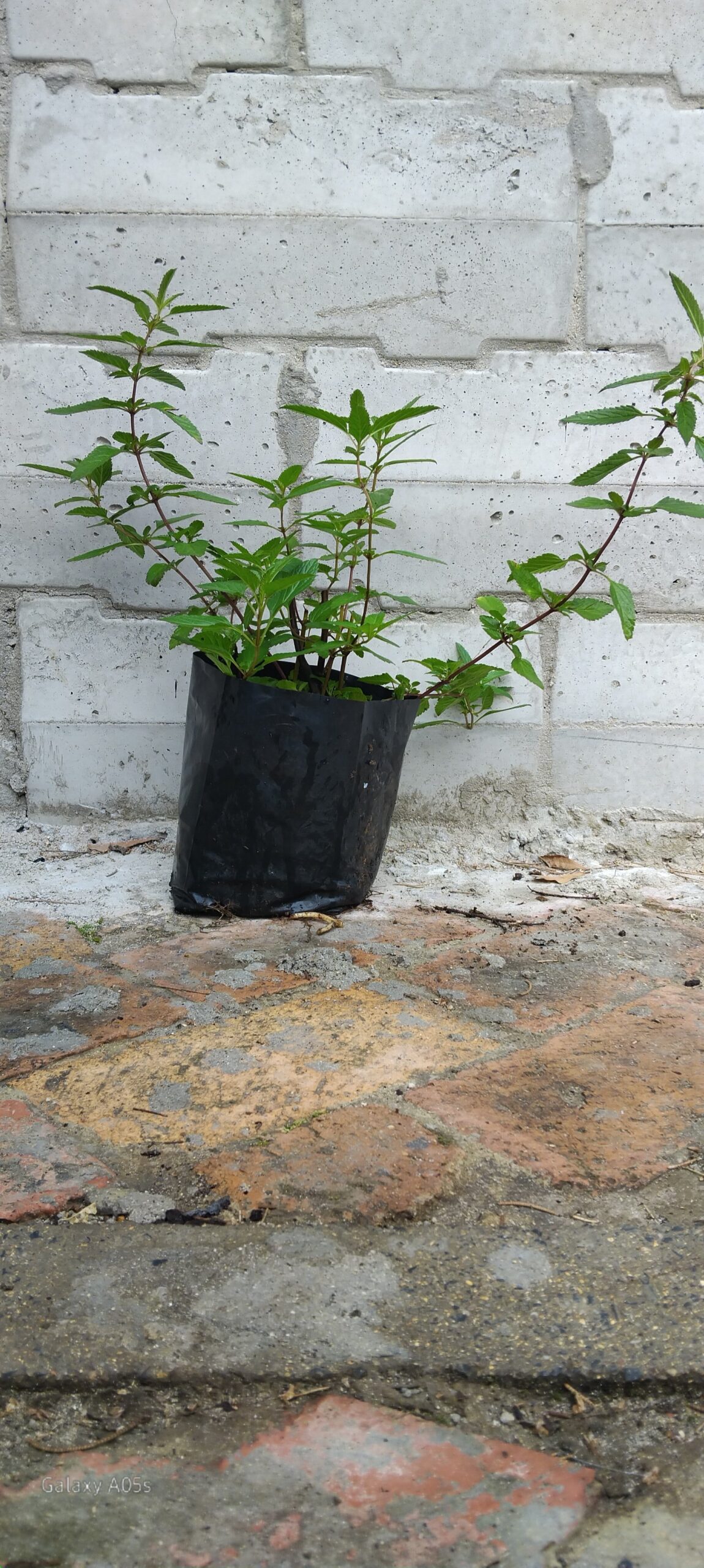 Salvia Uliginosa - Image 2