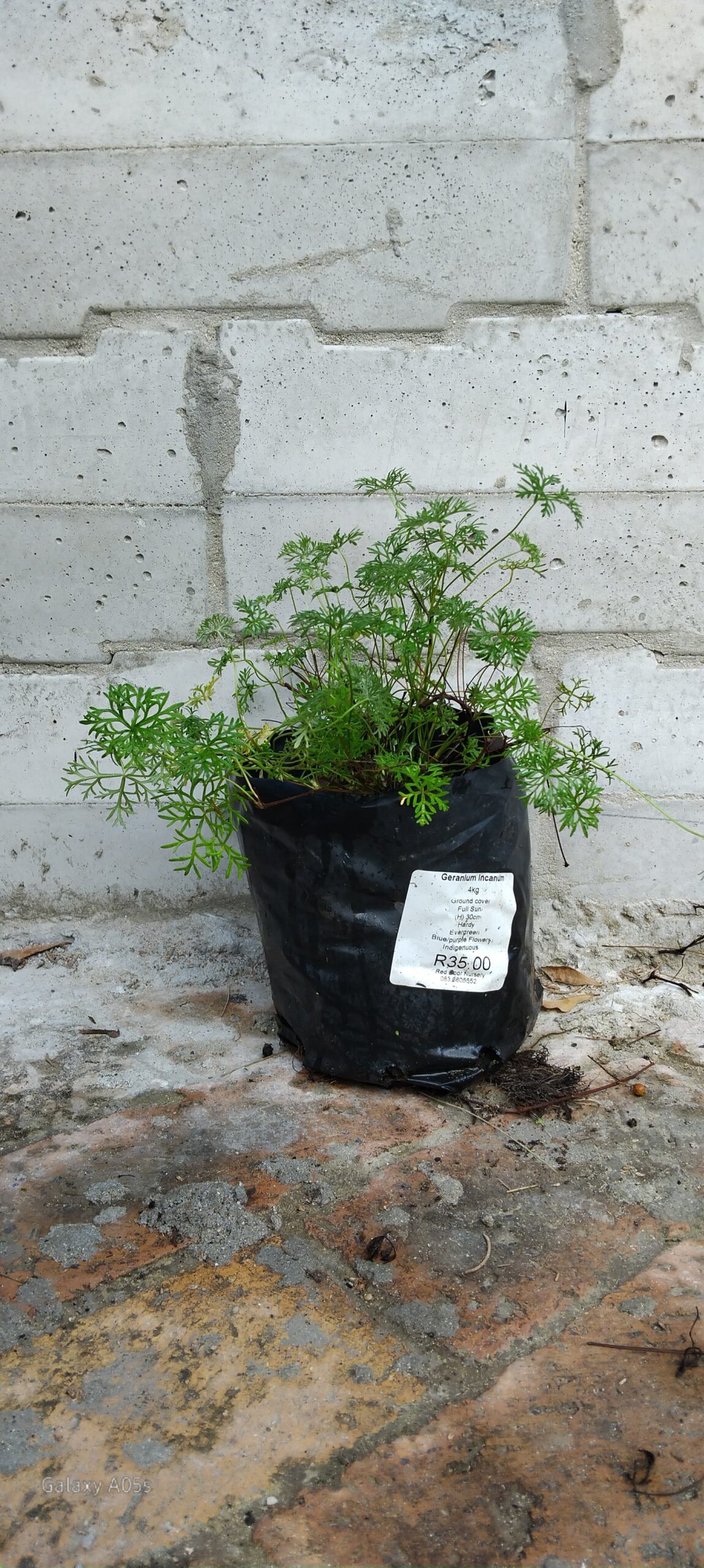 Geranium Incanum - Image 2