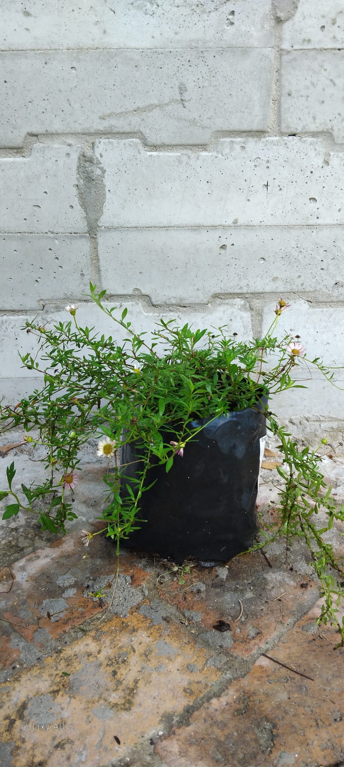 Erigeron Karvinskianus - Image 2