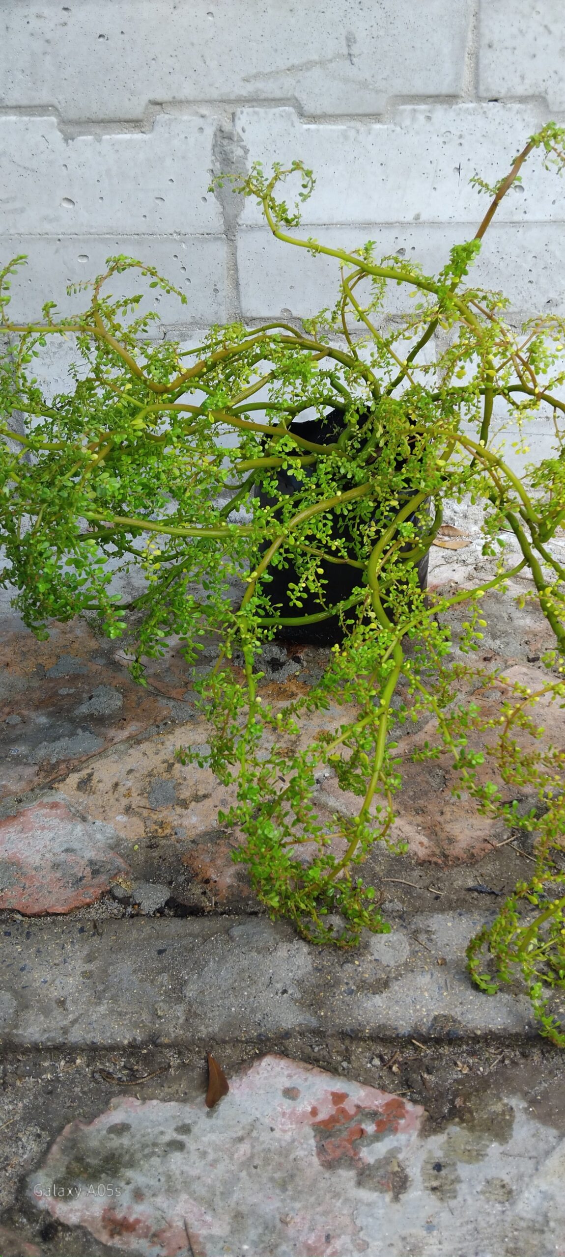 Pilea Microphyllas (Artillery Plant) - Image 2