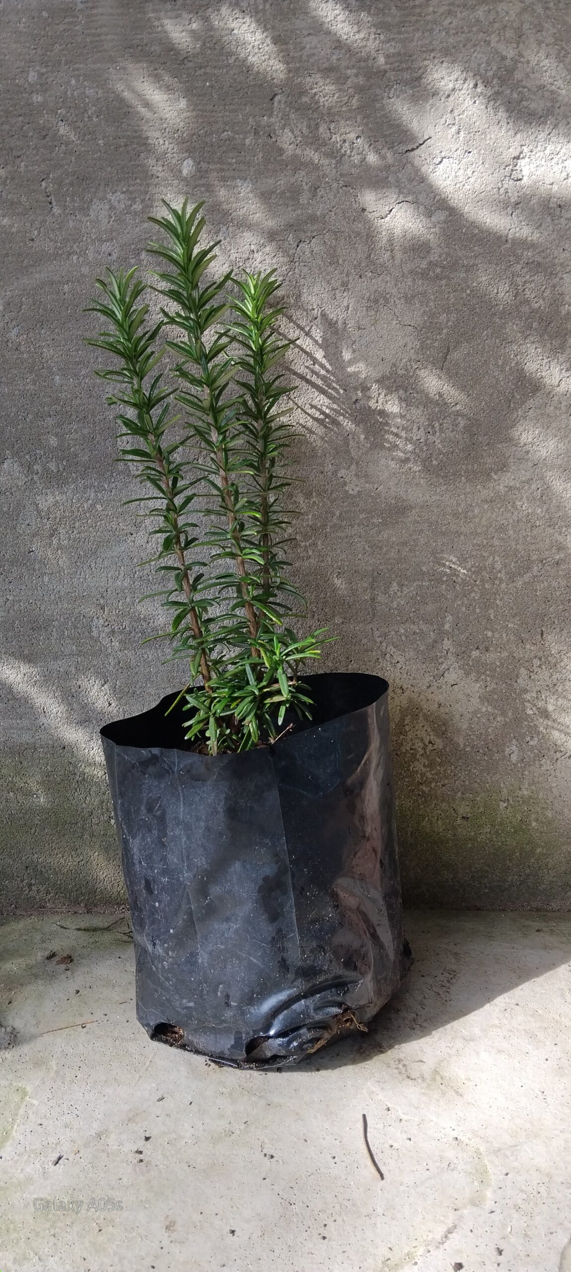 Rosemary - Image 3